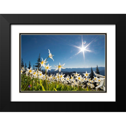 Washington State Avalanche Lilies backlit against a starburst sky at Olympic National Park Black Modern Wood Framed Art Print with Double Matting by Luhm, Gary