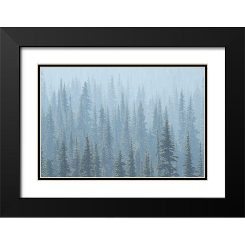 USA Mt Rainier National Park Smoke from Washington State fires drifts through conifers Black Modern Wood Framed Art Print with Double Matting by Luhm, Gary