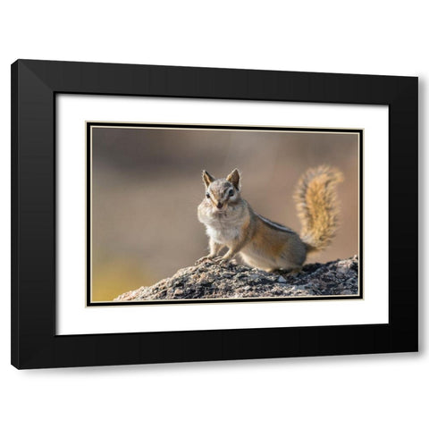Washington State Least Chipmunk (Tamias minimus) pauses from gathering seeds on Cooper Ridge Black Modern Wood Framed Art Print with Double Matting by Luhm, Gary