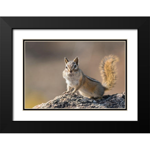 Washington State Least Chipmunk (Tamias minimus) pauses from gathering seeds on Cooper Ridge Black Modern Wood Framed Art Print with Double Matting by Luhm, Gary