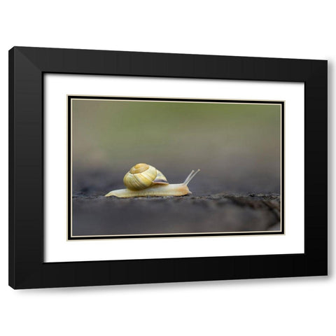 Washington State Grove Snail or Brown-lipped snail and invasive species from Europe Kirkland Black Modern Wood Framed Art Print with Double Matting by Luhm, Gary