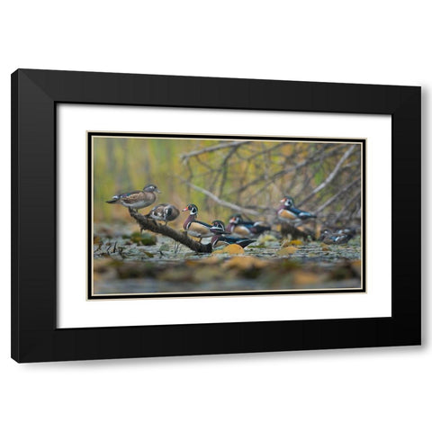 Washington State Wood Ducks (Aix sponsa) flock roosts on a quiet pond Seattle Black Modern Wood Framed Art Print with Double Matting by Luhm, Gary