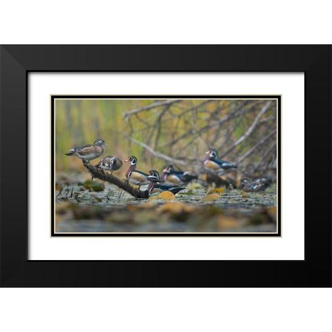 Washington State Wood Ducks (Aix sponsa) flock roosts on a quiet pond Seattle Black Modern Wood Framed Art Print with Double Matting by Luhm, Gary