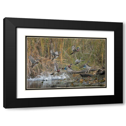 Washington State Wood Ducks (Aix sponsa) flock takes flight from a quiet pond Seattle Black Modern Wood Framed Art Print with Double Matting by Luhm, Gary