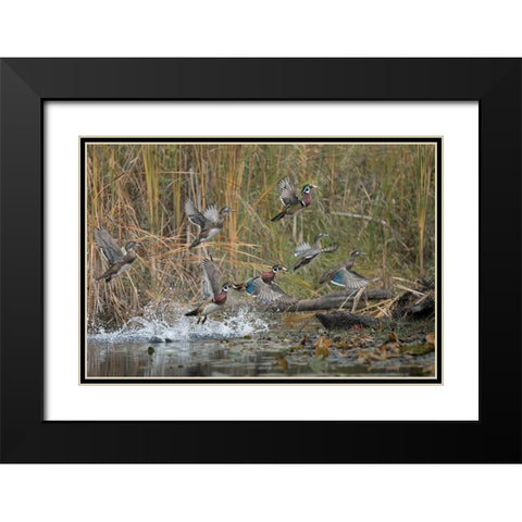 Washington State Wood Ducks (Aix sponsa) flock takes flight from a quiet pond Seattle Black Modern Wood Framed Art Print with Double Matting by Luhm, Gary