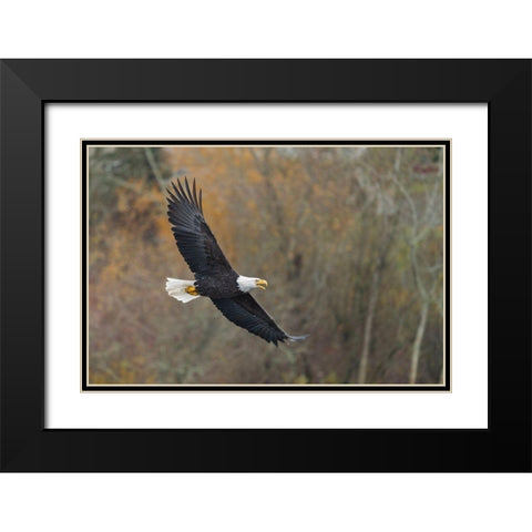 Washington State Bald Eagle in flight over Lake Washington-Kenmore Black Modern Wood Framed Art Print with Double Matting by Luhm, Gary