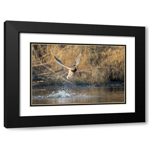 Washington State Male Mallard (Anas platyrhynchos) takes flight from Lake Washington Kirkland Black Modern Wood Framed Art Print with Double Matting by Luhm, Gary