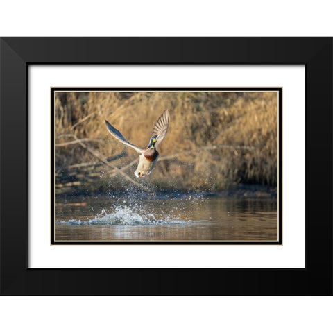 Washington State Male Mallard (Anas platyrhynchos) takes flight from Lake Washington Kirkland Black Modern Wood Framed Art Print with Double Matting by Luhm, Gary