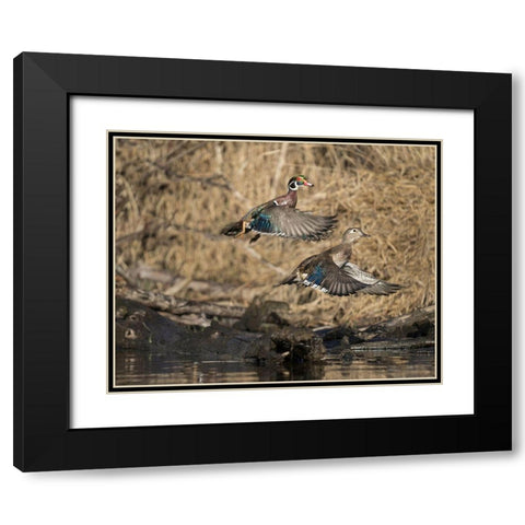Washington State A male and female Wood Duck (Aix sponsa) take flight Seattle Digital composite Black Modern Wood Framed Art Print with Double Matting by Luhm, Gary