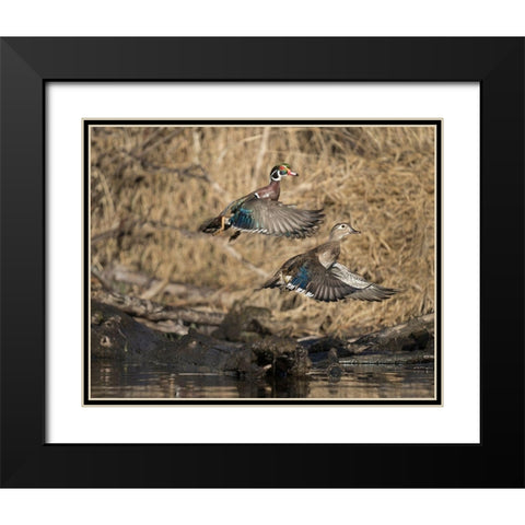 Washington State A male and female Wood Duck (Aix sponsa) take flight Seattle Digital composite Black Modern Wood Framed Art Print with Double Matting by Luhm, Gary