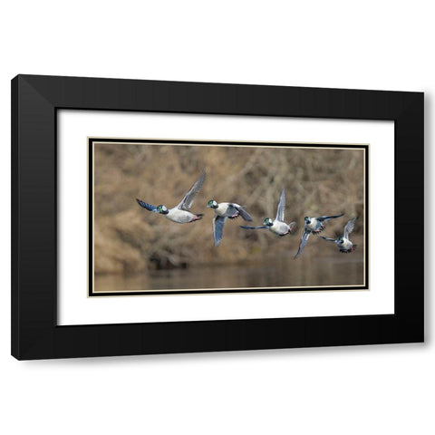 Washington State Composite image of a male Bufflehead taking off from the Sammamish Slough Black Modern Wood Framed Art Print with Double Matting by Luhm, Gary