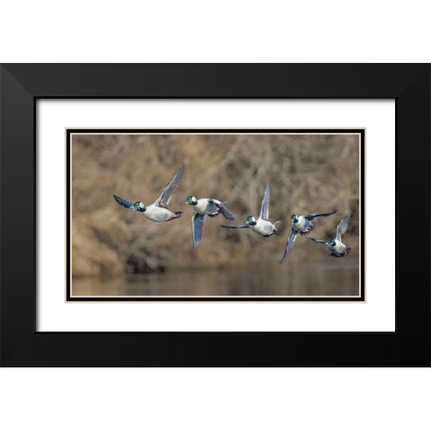 Washington State Composite image of a male Bufflehead taking off from the Sammamish Slough Black Modern Wood Framed Art Print with Double Matting by Luhm, Gary