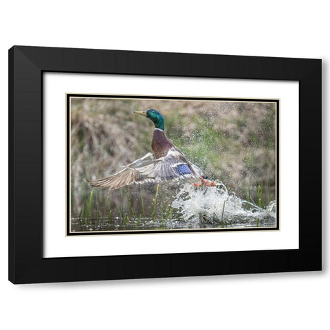 Washington State Male Mallard (Anas platyrhynchos) takes flight from Lake Washington Kirkland Black Modern Wood Framed Art Print with Double Matting by Luhm, Gary