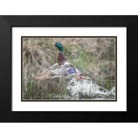 Washington State Male Mallard (Anas platyrhynchos) takes flight from Lake Washington Kirkland Black Modern Wood Framed Art Print with Double Matting by Luhm, Gary