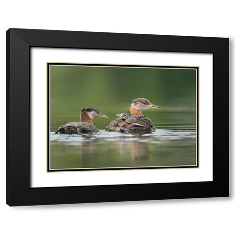 Washington State A Red-necked Grebe chick rides atop parent during feeding on lake Black Modern Wood Framed Art Print with Double Matting by Luhm, Gary