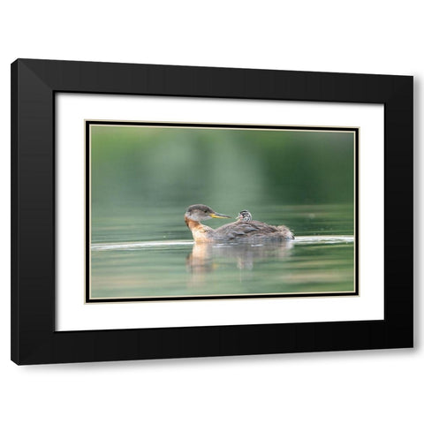 Washington State A Red-necked Grebe chick rides atop parent during feeding on lake Black Modern Wood Framed Art Print with Double Matting by Luhm, Gary