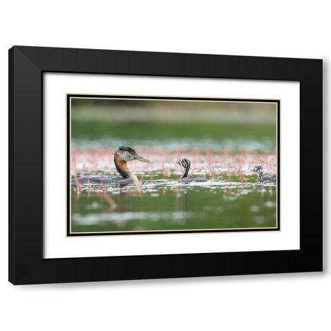 Washington State A Red-necked Grebe parent feeds fish to a chick on a lake in Okanogan County Black Modern Wood Framed Art Print with Double Matting by Luhm, Gary