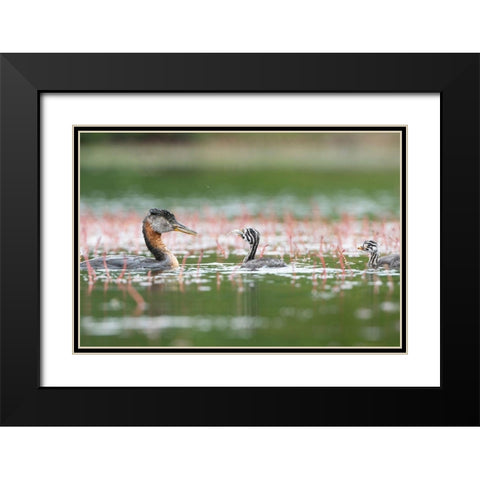 Washington State A Red-necked Grebe parent feeds fish to a chick on a lake in Okanogan County Black Modern Wood Framed Art Print with Double Matting by Luhm, Gary