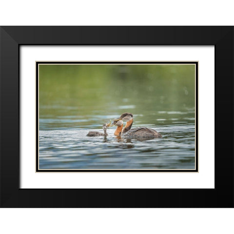 Washington State A Red-necked Grebe parent feeds fish to a chick on a lake in Okanogan County Black Modern Wood Framed Art Print with Double Matting by Luhm, Gary
