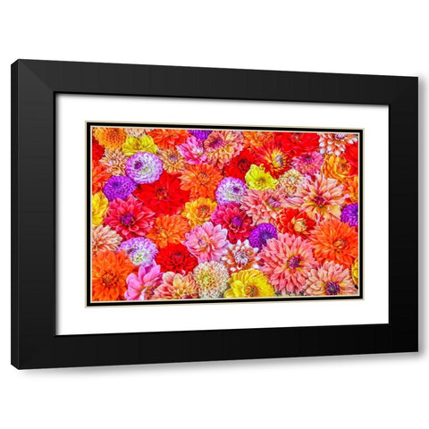 Usa-Washington State-Sammamish Group of Dahlias Black Modern Wood Framed Art Print with Double Matting by Looney, Hollice