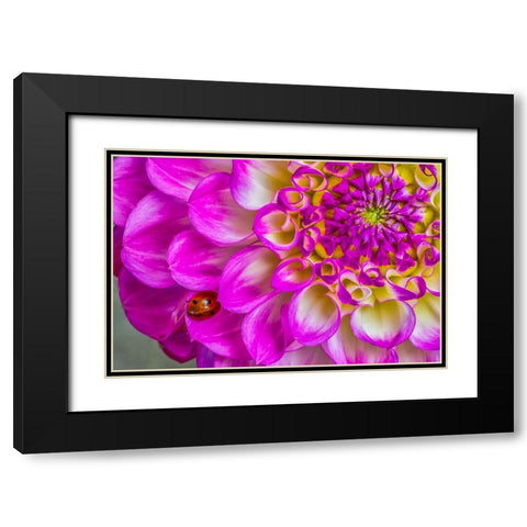 Usa-Washington State-Sammamish Ladybug on a Dahlia Black Modern Wood Framed Art Print with Double Matting by Looney, Hollice