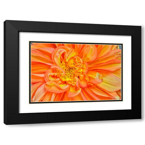 Usa-Washington State-Sammamish Dahlia Closeup Black Modern Wood Framed Art Print with Double Matting by Looney, Hollice