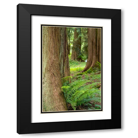 Issaquah-Washington State-USA-Western Redcedar tree trunks with western sword ferns Black Modern Wood Framed Art Print with Double Matting by Horton, Janet