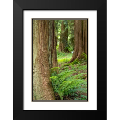 Issaquah-Washington State-USA-Western Redcedar tree trunks with western sword ferns Black Modern Wood Framed Art Print with Double Matting by Horton, Janet