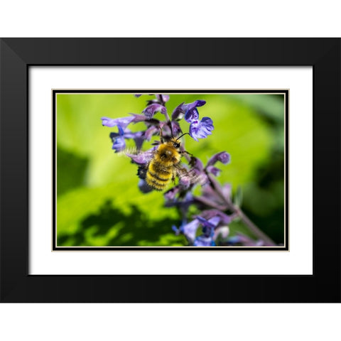Issaquah-Washington State-USA-Honeybee pollinating a Walkers Low catnip-Nepeta Walkers Low Black Modern Wood Framed Art Print with Double Matting by Horton, Janet