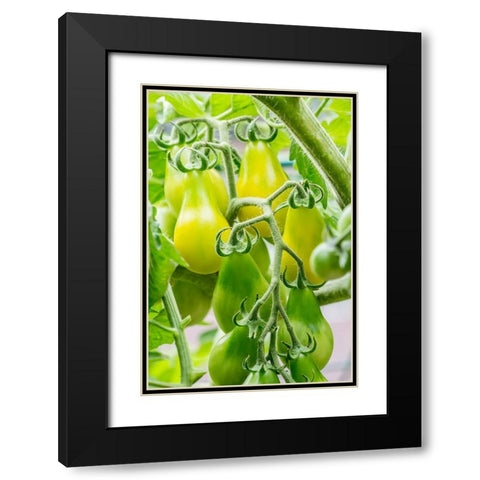 Issaquah-Washington State-USA Heirloom Yellow Pear tomatoes Black Modern Wood Framed Art Print with Double Matting by Horton, Janet