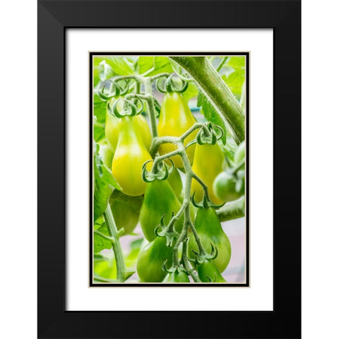 Issaquah-Washington State-USA Heirloom Yellow Pear tomatoes Black Modern Wood Framed Art Print with Double Matting by Horton, Janet