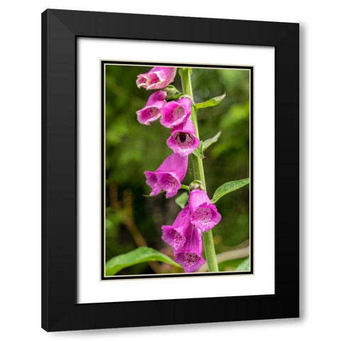 Issaquah-Washington State-USA Common Foxglove (Digitalis purpurea) Black Modern Wood Framed Art Print with Double Matting by Horton, Janet