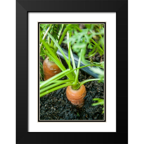 Issaquah-Washington State-USA Yaya carrots growing with tops showing Black Modern Wood Framed Art Print with Double Matting by Horton, Janet