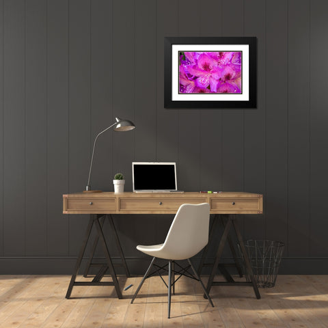 Issaquah-Washington State-USA Deep Pink rhododendron in bloom  Black Modern Wood Framed Art Print with Double Matting by Horton, Janet