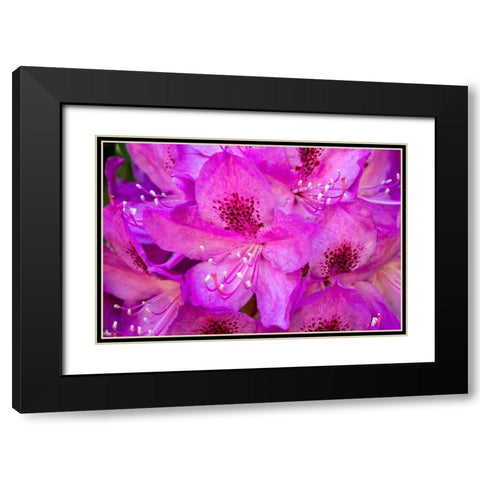 Issaquah-Washington State-USA Deep Pink rhododendron in bloom  Black Modern Wood Framed Art Print with Double Matting by Horton, Janet