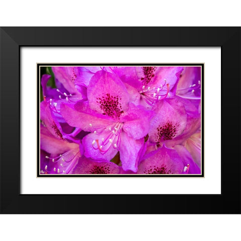 Issaquah-Washington State-USA Deep Pink rhododendron in bloom  Black Modern Wood Framed Art Print with Double Matting by Horton, Janet