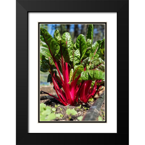Issaquah-Washington State-USA Over-wintered Ruby Red Chard plants Black Modern Wood Framed Art Print with Double Matting by Horton, Janet