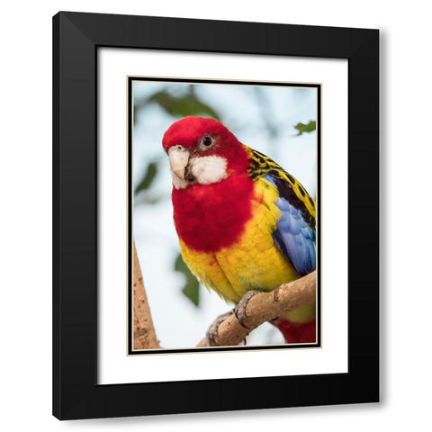 Seattle-Washington State-USA Eastern Rosella Black Modern Wood Framed Art Print with Double Matting by Horton, Janet