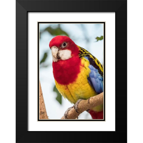 Seattle-Washington State-USA Eastern Rosella Black Modern Wood Framed Art Print with Double Matting by Horton, Janet