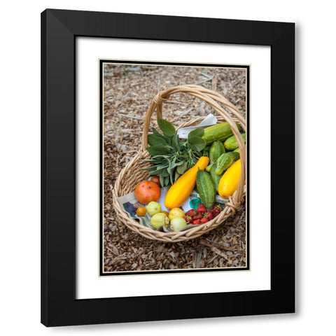 Issaquah-Washington State-USA Basket of freshly harvested produce Black Modern Wood Framed Art Print with Double Matting by Horton, Janet