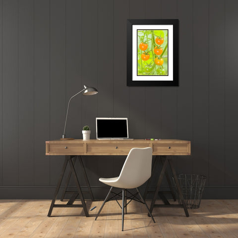 Issaquah-Washington State-USA Cluster of Sun Gold cherry tomatoes Black Modern Wood Framed Art Print with Double Matting by Horton, Janet