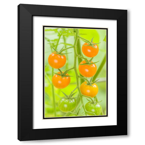 Issaquah-Washington State-USA Cluster of Sun Gold cherry tomatoes Black Modern Wood Framed Art Print with Double Matting by Horton, Janet