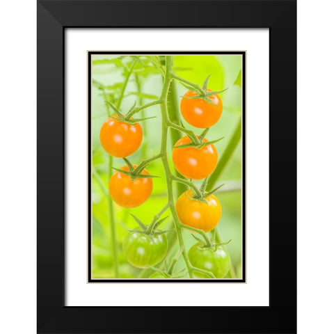 Issaquah-Washington State-USA Cluster of Sun Gold cherry tomatoes Black Modern Wood Framed Art Print with Double Matting by Horton, Janet