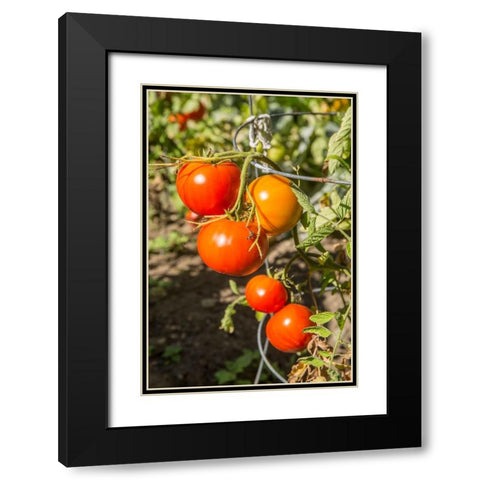 Bellevue-Washington State-USA Ripe Willamette tomatoes on the vine Black Modern Wood Framed Art Print with Double Matting by Horton, Janet