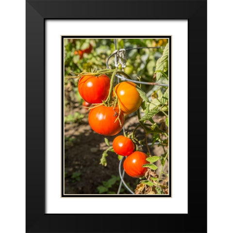 Bellevue-Washington State-USA Ripe Willamette tomatoes on the vine Black Modern Wood Framed Art Print with Double Matting by Horton, Janet