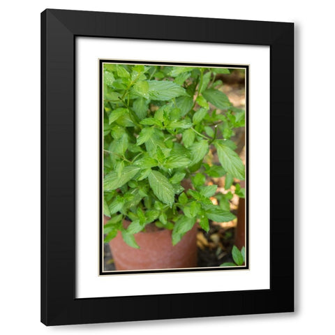Bellevue-Washington State-USA Spearmint growing in a clay pot Black Modern Wood Framed Art Print with Double Matting by Horton, Janet