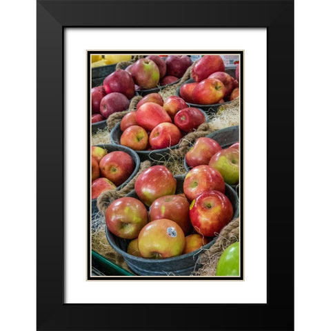 Wenatchee-Washington State-USA Freshly harvested locally grown Fuji and other apples Black Modern Wood Framed Art Print with Double Matting by Horton, Janet