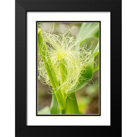 Issaquah-Washington State-USA An ear of unripe corn Black Modern Wood Framed Art Print with Double Matting by Horton, Janet