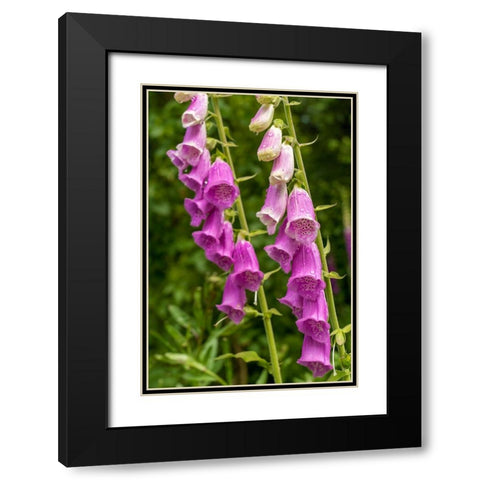 Issaquah-Washington State-USA Common Foxglove (Digitalis purpurea) Black Modern Wood Framed Art Print with Double Matting by Horton, Janet