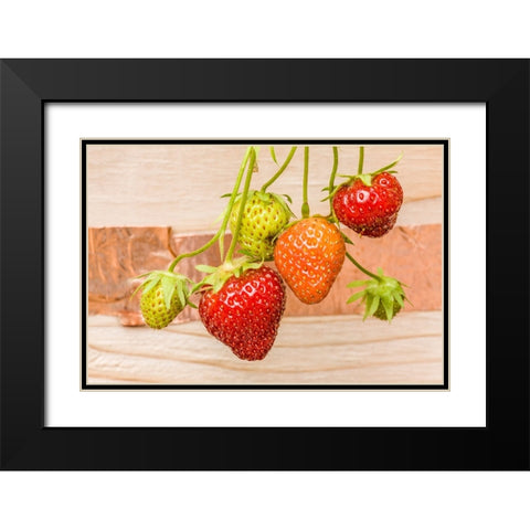 Issaquah-Washington State-USA Everbearing strawberries Black Modern Wood Framed Art Print with Double Matting by Horton, Janet